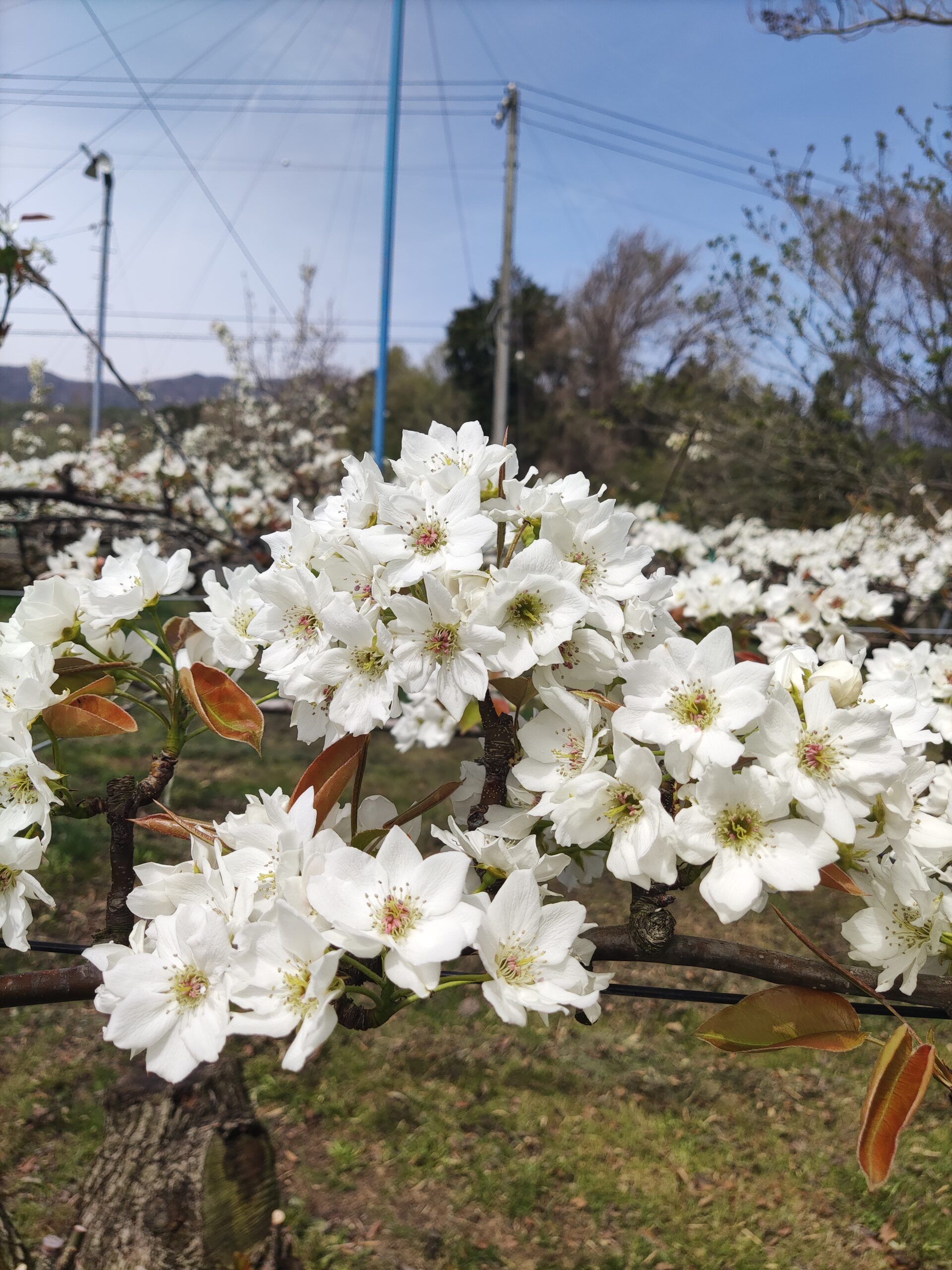 梨の花、満開。 - さんさんファーム 長野県松川町